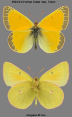 Colias canadensis
