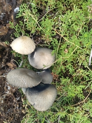 Panaeolus cyanescens
