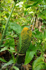 Amorphophallus titanum