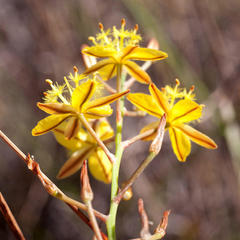 Bulbine favosa