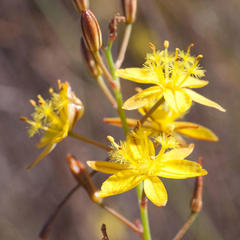 Bulbine favosa