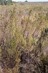 Cliffortia polygonifolia