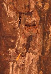 Ulotrichopus variegatus