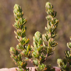 Cliffortia polygonifolia