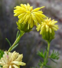 Pteronia aspera