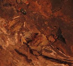 Ulotrichopus variegatus