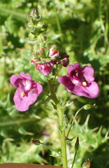 Diascia parviflora