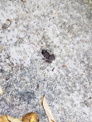 Eleutherodactylus planirostris