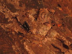 Ulotrichopus variegatus