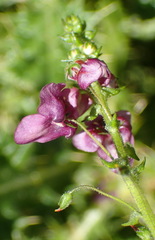 Diascia parviflora