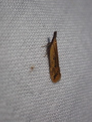 Dichomeris limosellus