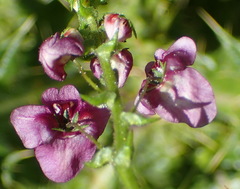 Diascia parviflora