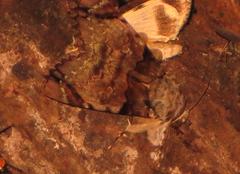 Ulotrichopus variegatus