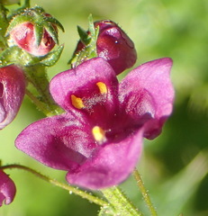 Diascia parviflora