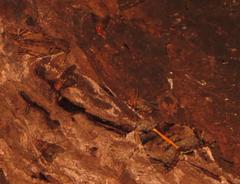 Ulotrichopus variegatus