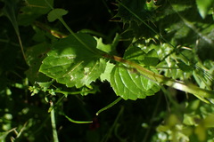 Diascia parviflora