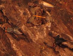 Ulotrichopus variegatus