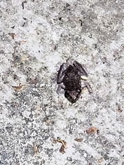 Eleutherodactylus planirostris