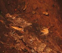 Ulotrichopus variegatus