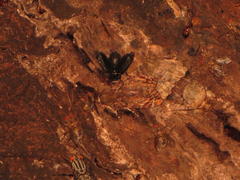 Ulotrichopus variegatus