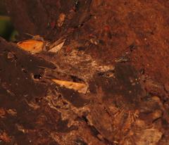 Ulotrichopus variegatus