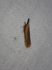 Dichomeris limosellus