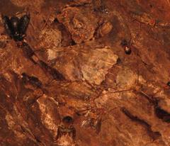 Ulotrichopus variegatus