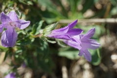 Campanula lingulata
