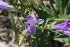 Campanula lingulata