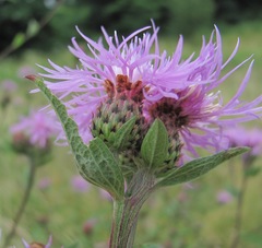 Centaurea phrygia salicifolia