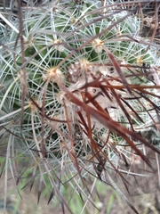 Echinofossulocactus ochoterenaus