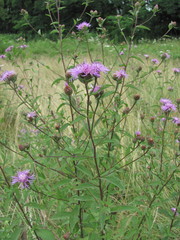 Centaurea phrygia salicifolia