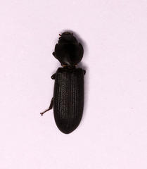 Tenebroides mauritanicus