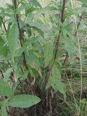 Centaurea phrygia salicifolia