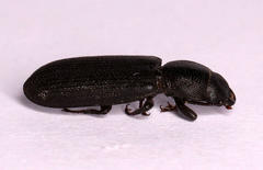 Tenebroides mauritanicus