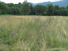 Centaurea phrygia salicifolia