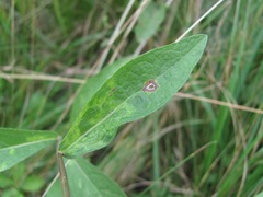 Centaurea phrygia salicifolia