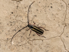 Sphaenothecus bilineatus