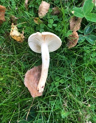 Hygrophorus hedrychii