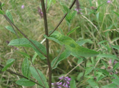 Centaurea phrygia salicifolia