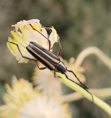 Sphaenothecus bilineatus