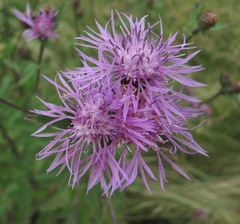 Centaurea phrygia salicifolia