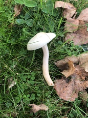 Hygrophorus hedrychii