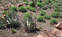 Aloe globuligemma