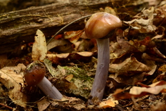 Cortinarius cylindripes