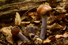 Cortinarius cylindripes