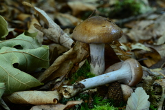 Cortinarius cylindripes