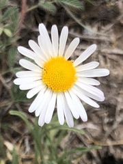 Aphanostephus ramosissimus