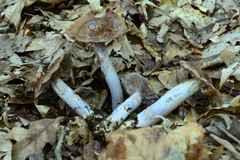 Cortinarius cylindripes