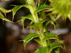 Cullumia setosa setosa